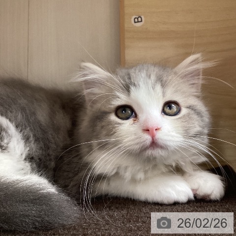 スコティッシュフォールドの写真