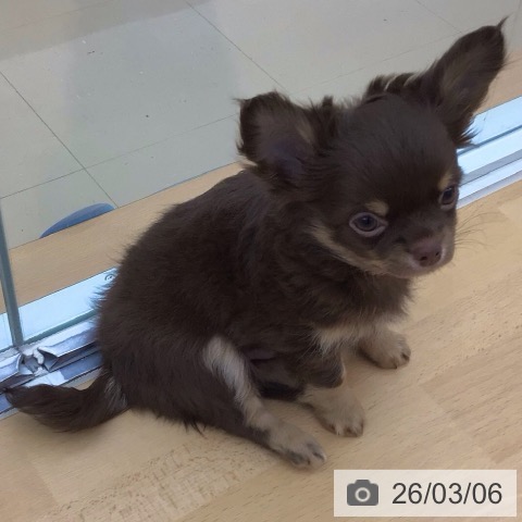 青森県のチワワ(ロング) (ペットプラス 青森浜田店/2025年12月24日生まれ/男の子/チョコレートタンホワイト)の子犬の4枚目の画像