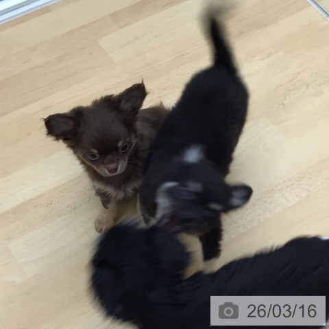 青森県のチワワ(ロング) (ペットプラス 青森浜田店/2025年12月24日生まれ/男の子/チョコレートタンホワイト)の子犬の4枚目の画像