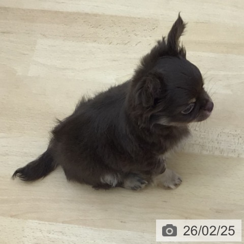 青森県のチワワ(ロング) (ペットプラス 青森浜田店/2025年12月24日生まれ/男の子/チョコレートタンホワイト)の子犬の3枚目の画像