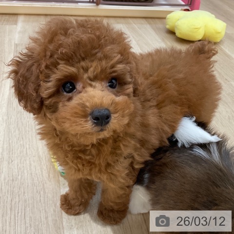 長野県のトイプードル(トイ) (ペットプラス 上田店/2025年12月23日生まれ/男の子/レッド)の子犬の4枚目の画像