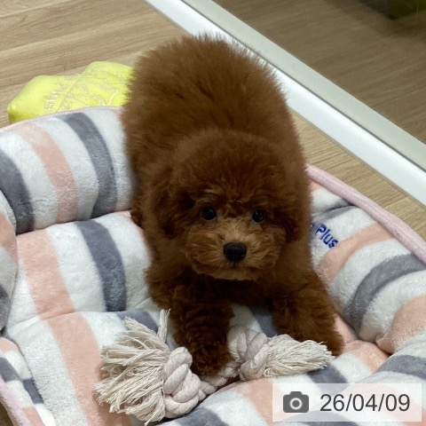 長野県のトイプードル(トイ) (ペットプラス 須坂店/2025年12月23日生まれ/男の子/レッド)の子犬の4枚目の画像