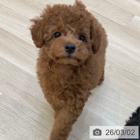 長野県のトイプードル(トイ) (ペットプラス 上田店/2025年12月23日生まれ/男の子/レッド)の子犬の3枚目の画像