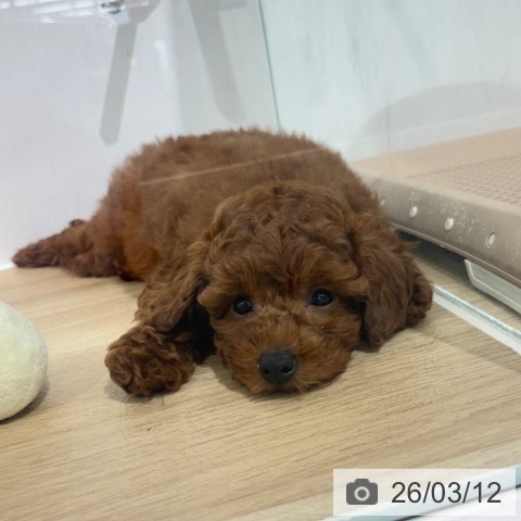 埼玉県のトイプードル(トイ) (ペットプラス 所沢店/2025年12月23日生まれ/女の子/レッド)の子犬の4枚目の画像