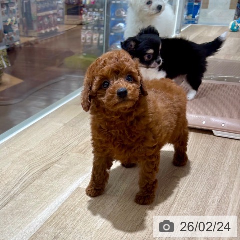 トイ・プードルの写真