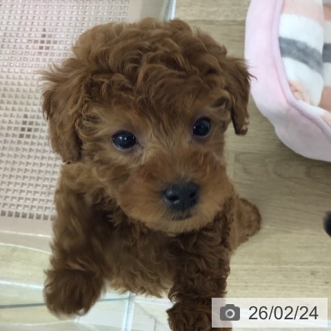 トイ・プードルの写真