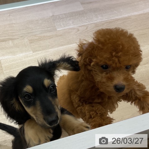 長野県のトイプードル(トイ) (ペットプラス 松本店/2025年12月25日生まれ/男の子/レッド)の子犬の4枚目の画像