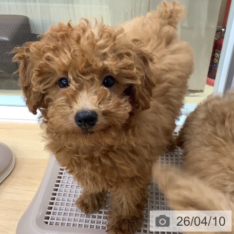 長野県のトイプードル(トイ) (ペットプラス 松本店/2025年12月25日生まれ/男の子/レッド)の子犬の4枚目の画像