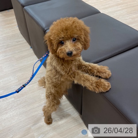 長野県のトイプードル(トイ) (ペットプラス 須坂店/2025年12月25日生まれ/男の子/レッド)の子犬の4枚目の画像