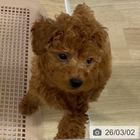 長野県のトイプードル(トイ) (ペットプラス 長野店/2025年12月25日生まれ/男の子/レッド)の子犬の3枚目の画像