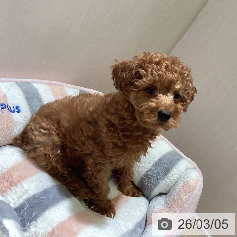 神奈川県のトイプードル(トイ) (ペットプラス 新百合丘店/2025年12月25日生まれ/女の子/レッド)の子犬の3枚目の画像