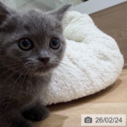 神奈川県のブリティッシュショートヘアー (ペットプラス ゆめが丘ソラトス店/2025年12月25日生まれ/女の子/ブルー)の子猫の4枚目の画像