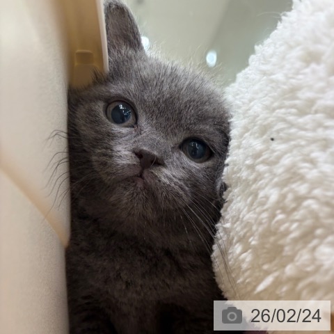 神奈川県のブリティッシュショートヘアー (ペットプラス ゆめが丘ソラトス店/2025年12月25日生まれ/女の子/ブルー)の子猫の3枚目の画像