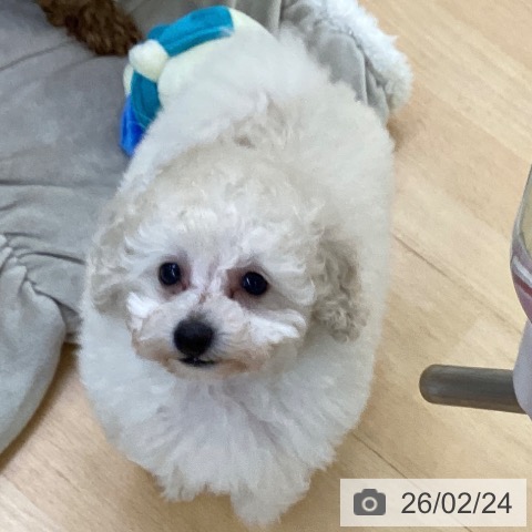 埼玉県のトイプードル(トイ) (ペットプラス 羽生店/2025年12月24日生まれ/女の子/ホワイト)の子犬の3枚目の画像
