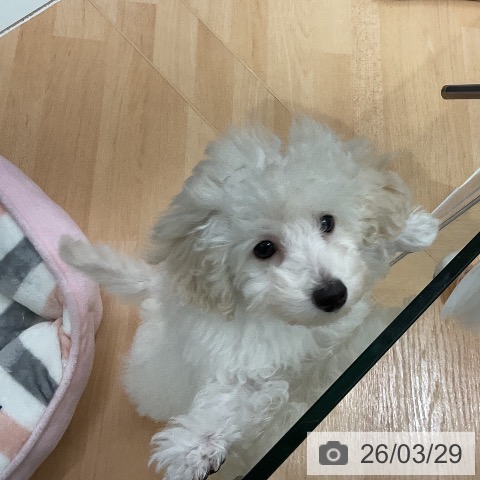 千葉県のトイプードル(トイ) (ペットプラス 成田店/2025年12月24日生まれ/女の子/ホワイト)の子犬の4枚目の画像