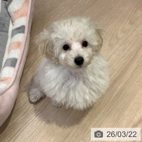 千葉県のトイプードル(トイ) (ペットプラス 成田店/2025年12月24日生まれ/女の子/ホワイト)の子犬の3枚目の画像