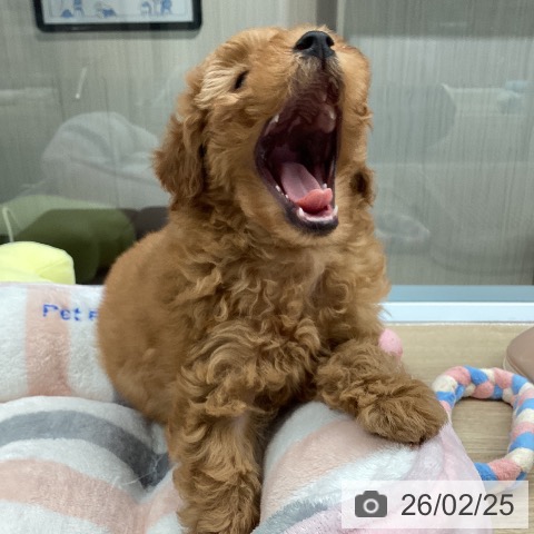 トイ・プードルの写真