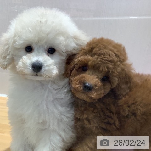 山梨県のトイプードル(トイ) (ペットプラス 甲府昭和店/2025年12月24日生まれ/男の子/レッド)の子犬の4枚目の画像