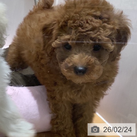 山梨県のトイプードル(トイ) (ペットプラス 甲府昭和店/2025年12月24日生まれ/男の子/レッド)の子犬の3枚目の画像