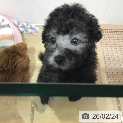 長野県のトイプードル(トイ) (ペットプラス 長野店/2025年12月25日生まれ/女の子/シルバー)の子犬の4枚目の画像