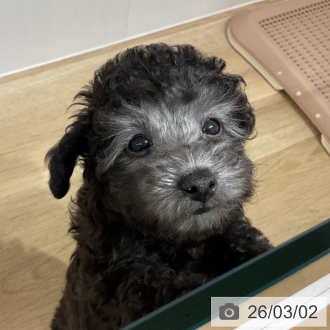 長野県のトイプードル(トイ) (ペットプラス 長野店/2025年12月25日生まれ/女の子/シルバー)の子犬の3枚目の画像