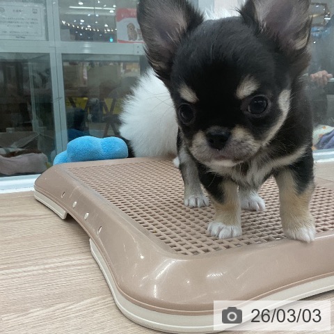 埼玉県のチワワ(ロング) (ペットプラス 上尾店/2025年12月25日生まれ/女の子/ブラックタン)の子犬の4枚目の画像