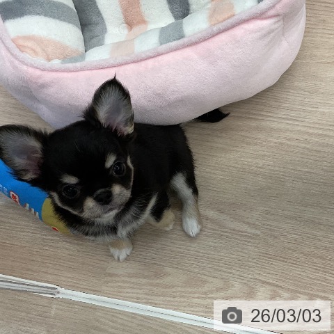 埼玉県のチワワ(ロング) (ペットプラス 上尾店/2025年12月25日生まれ/女の子/ブラックタン)の子犬の4枚目の画像