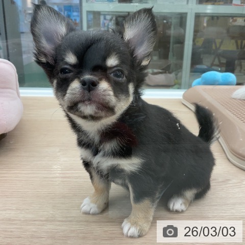 埼玉県のチワワ(ロング) (ペットプラス 上尾店/2025年12月25日生まれ/女の子/ブラックタン)の子犬の3枚目の画像