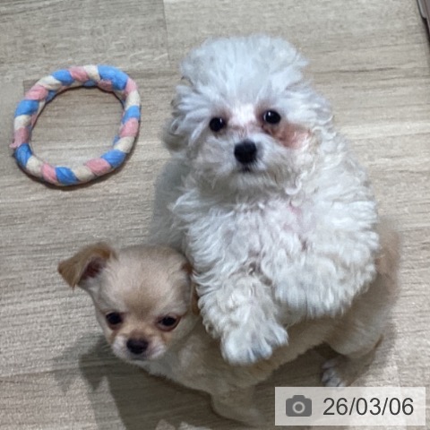 宮城県のチワワ(ロング) (ペットプラス 仙台泉大沢店/2025年12月25日生まれ/男の子/クリーム)の子犬の4枚目の画像