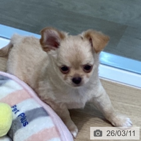 宮城県のチワワ(ロング) (ペットプラス 仙台泉大沢店/2025年12月25日生まれ/男の子/クリーム)の子犬の4枚目の画像