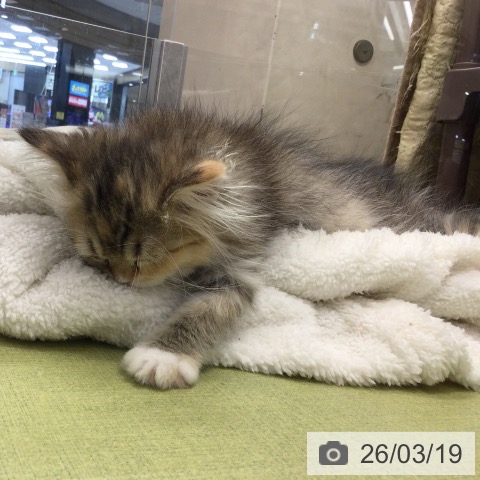 埼玉県のミヌエット (ペットプラス 浦和美園店/2025年12月25日生まれ/女の子/ブラウンタビーホワイト)の子猫の3枚目の画像