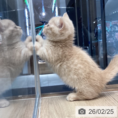 長野県のマンチカン (ペットプラス 須坂店/2025年12月20日生まれ/男の子/クリームタビー)の子猫の4枚目の画像