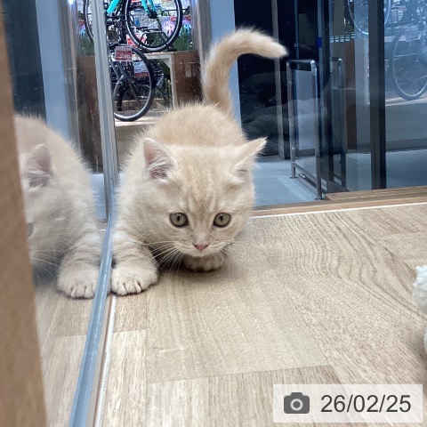 長野県のマンチカン (ペットプラス 須坂店/2025年12月20日生まれ/男の子/クリームタビー)の子猫の3枚目の画像