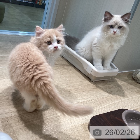 マンチカンの写真