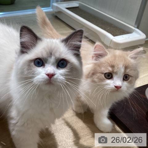 マンチカンの写真