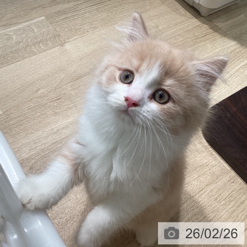 マンチカンの写真