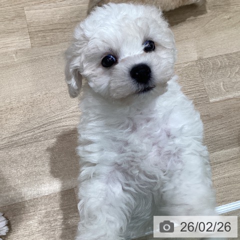 ビション・フリーゼの写真