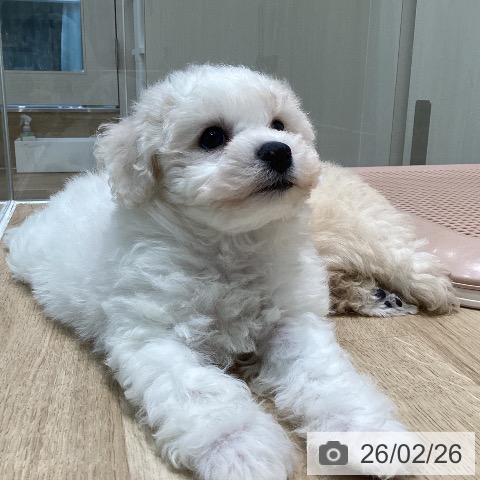 宮城県のビションフリーゼ (ペットプラス 仙台泉大沢店/2025年12月25日生まれ/男の子/ホワイト)の子犬の3枚目の画像