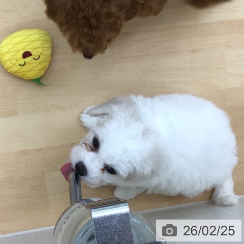 青森県のビションフリーゼ (ペットプラス 青森浜田店/2025年12月25日生まれ/男の子/ホワイト)の子犬の4枚目の画像