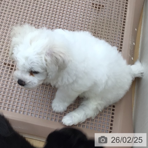 青森県のビションフリーゼ (ペットプラス 青森浜田店/2025年12月25日生まれ/男の子/ホワイト)の子犬の3枚目の画像