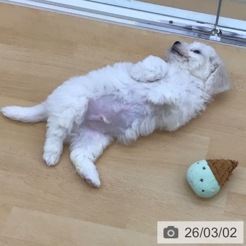 青森県のビションフリーゼ (ペットプラス 青森浜田店/2025年12月25日生まれ/男の子/ホワイト)の子犬の4枚目の画像