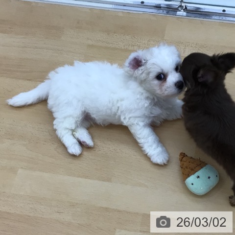 青森県のビションフリーゼ (ペットプラス 青森浜田店/2025年12月25日生まれ/男の子/ホワイト)の子犬の3枚目の画像