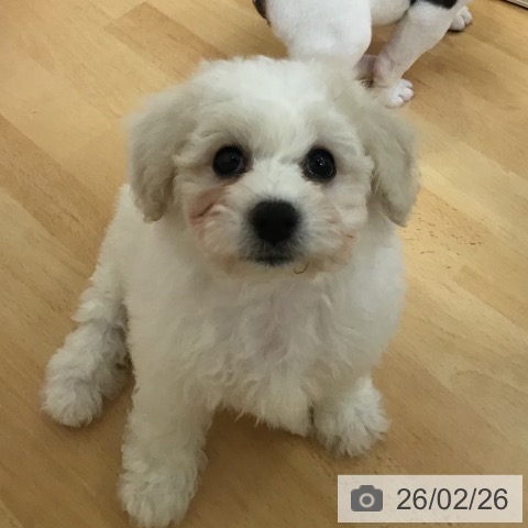 山形県のビションフリーゼ (ペットプラス 天童店/2025年12月25日生まれ/女の子/ホワイト)の子犬の3枚目の画像