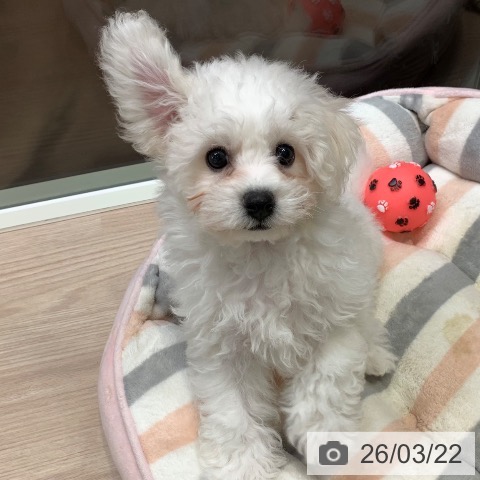 ビション・フリーゼの写真