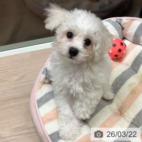 ビション・フリーゼの写真