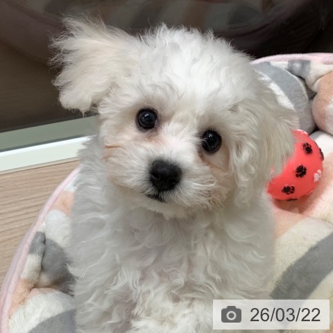 ビション・フリーゼの写真