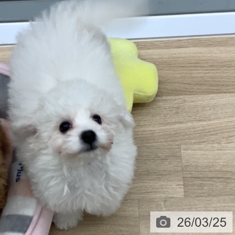 千葉県のビションフリーゼ (ペットプラス 船橋店/2025年12月25日生まれ/女の子/ホワイト)の子犬の4枚目の画像