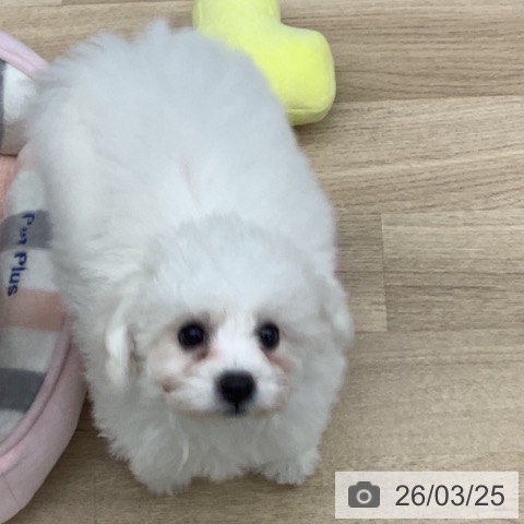 千葉県のビションフリーゼ (ペットプラス 船橋店/2025年12月25日生まれ/女の子/ホワイト)の子犬の3枚目の画像