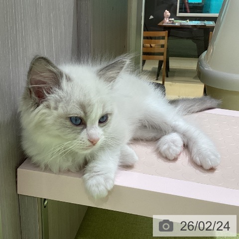 長野県のラグドール (ペットプラス 松本店/2025年12月24日生まれ/女の子/ブルーポイントバイカラー)の子猫の3枚目の画像