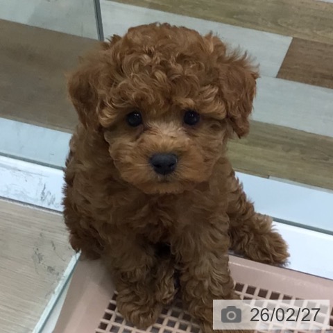 東京都のトイプードル(トイ) (ペットプラス 多摩平の森店/2025年12月24日生まれ/女の子/レッド)の子犬の4枚目の画像